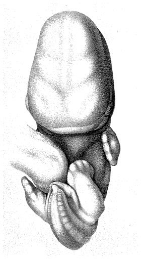 Inspiration: the 3d orbital of the hydrogen atom (left) and a human embryo in its second month (right). (2 of 2)